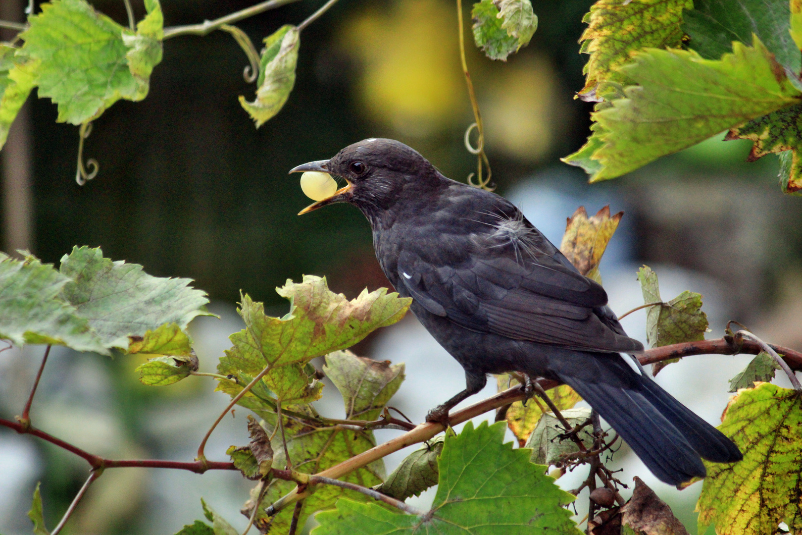 Amsel bei der Weinlese