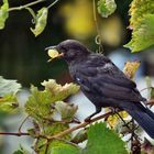 Amsel bei der Weinlese