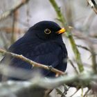 Amsel bei Frost