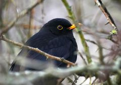 Amsel bei Frost