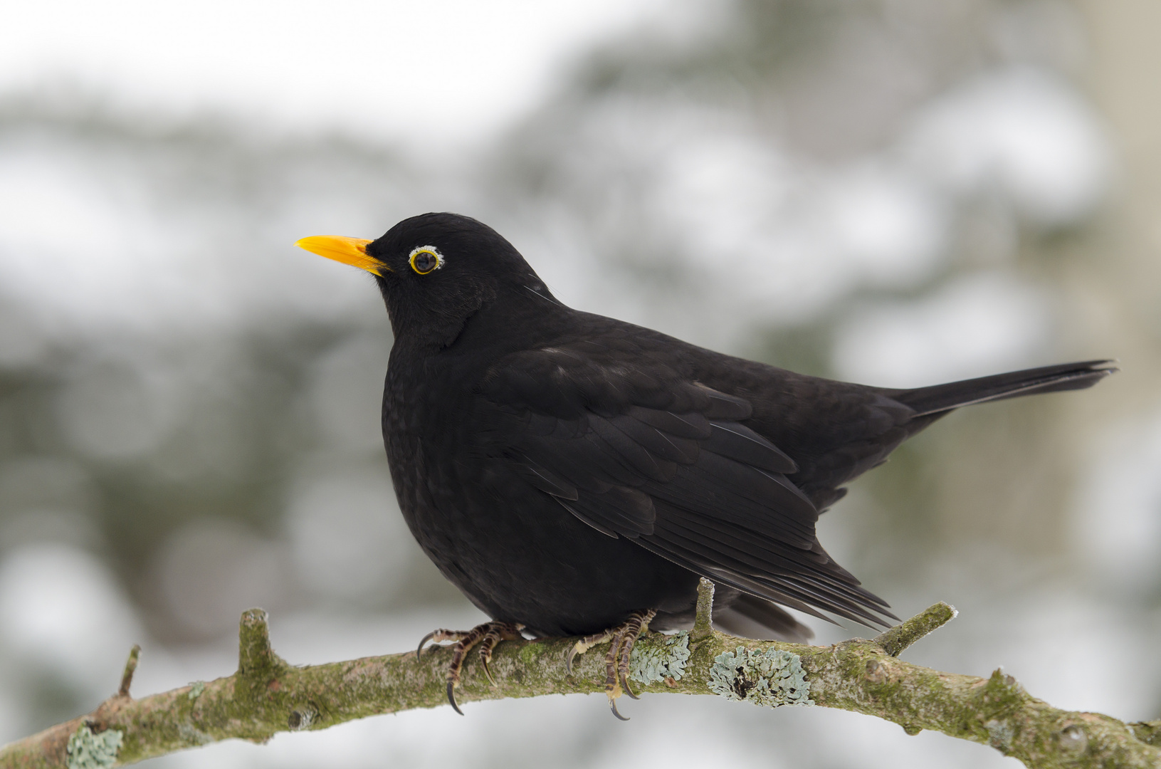 Amsel bei klirrender Kälte