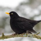 Amsel bei klirrender Kälte