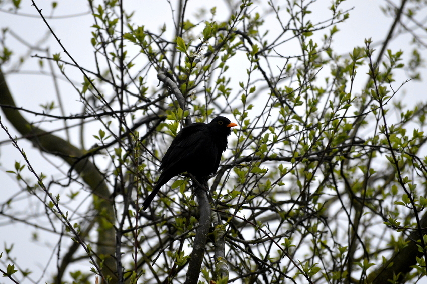 Amsel bei Nebel 