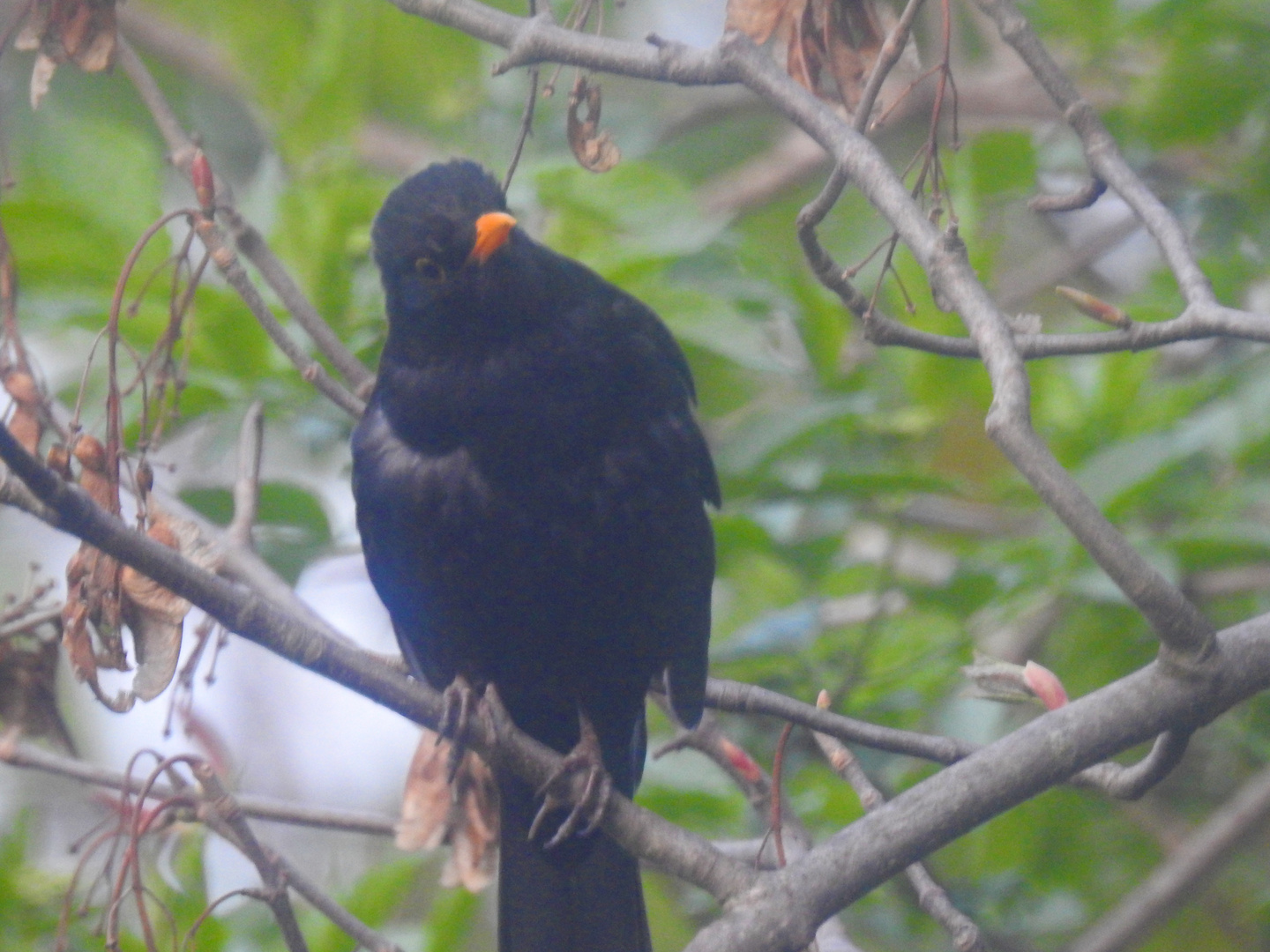 amsel bei pause 1