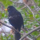 amsel bei rast 2