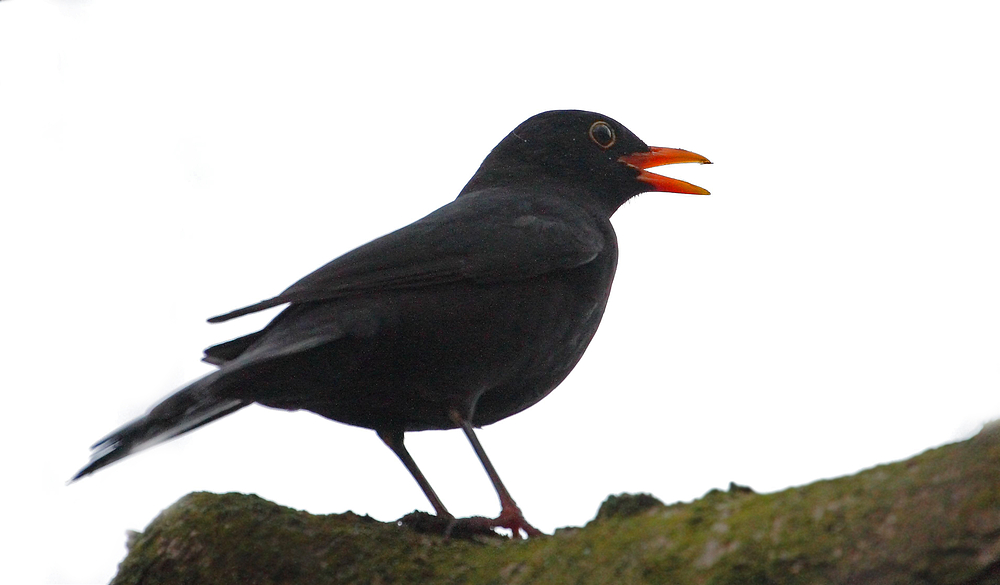 Amsel bei Revierstreitigkeiten