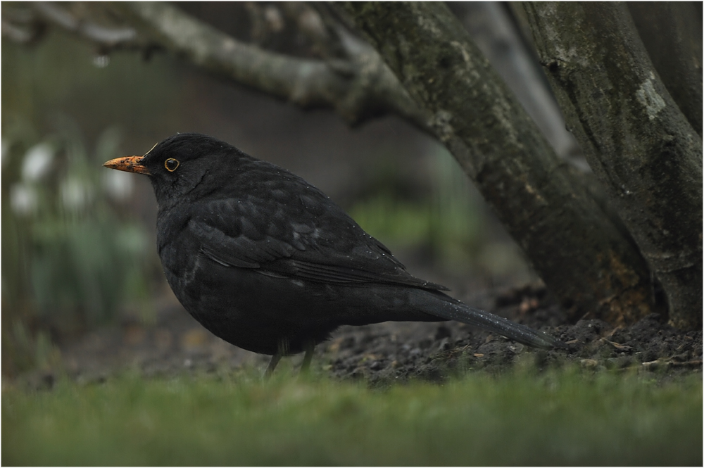 Amsel bei Sch...-Wetter