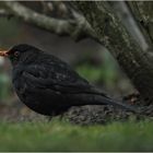 Amsel bei Sch...-Wetter