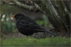 Amsel bei Sch...-Wetter