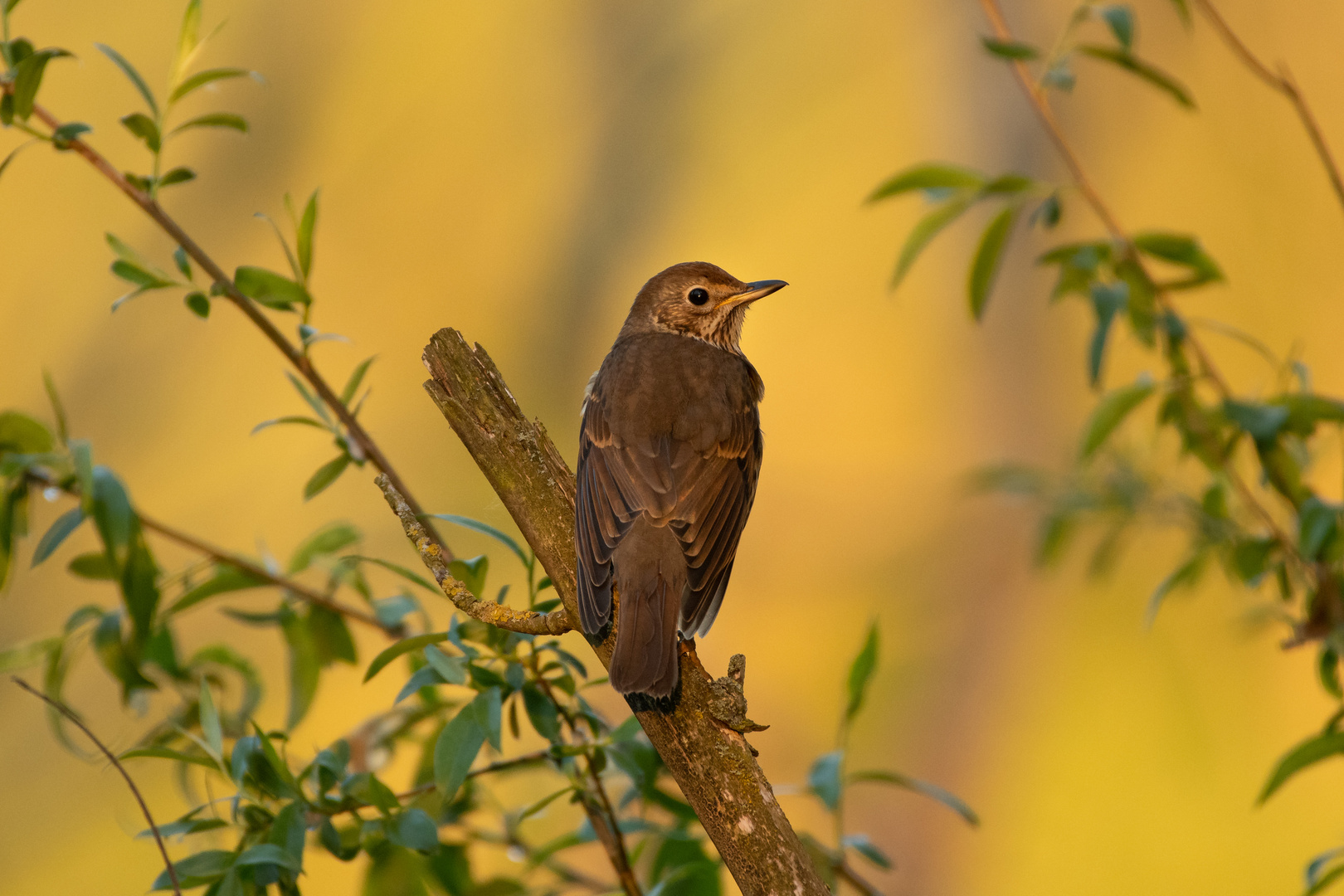 Amsel bei Sonnenuntergang