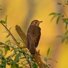 Amsel bei Sonnenuntergang