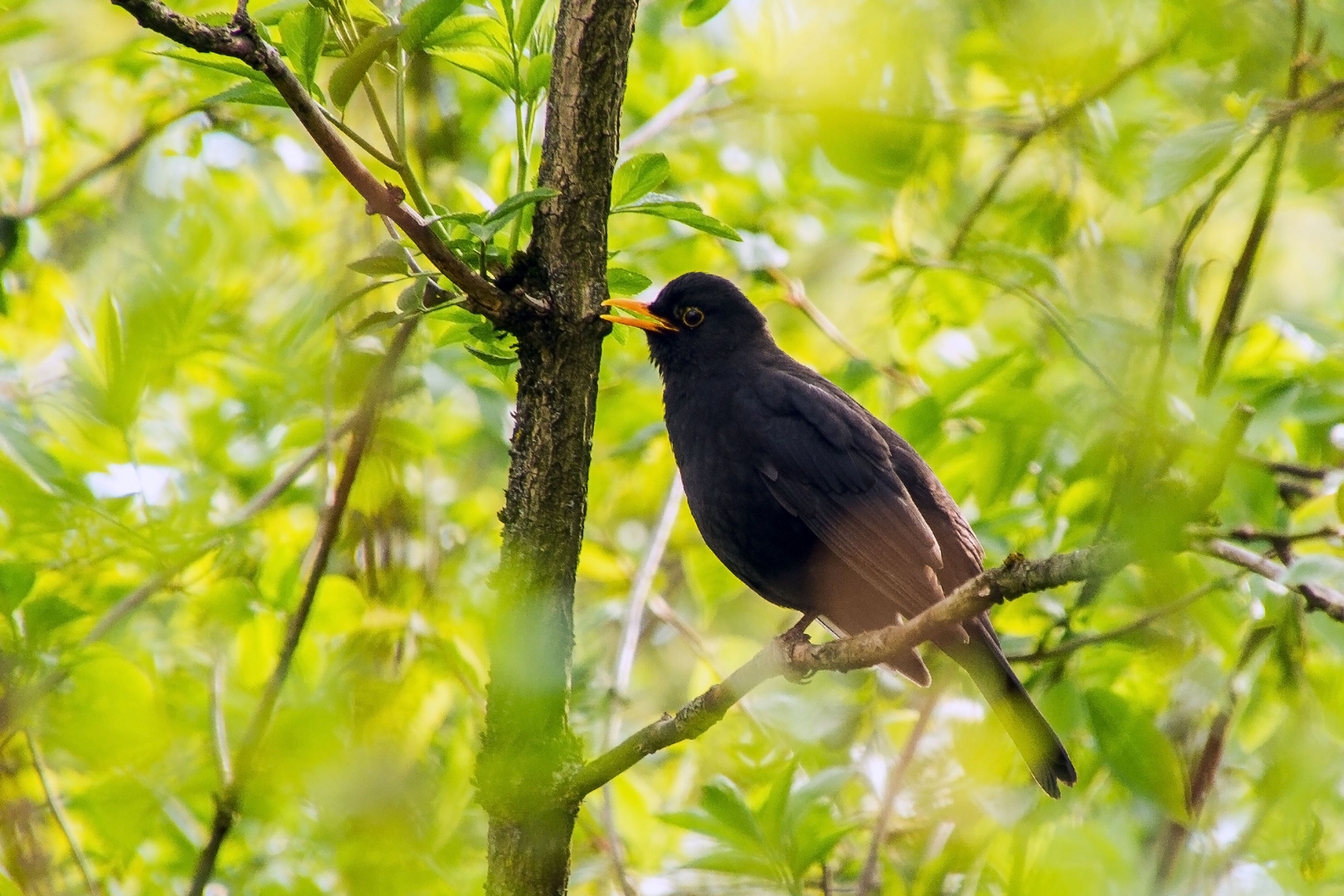 Amsel beim Abendgesang