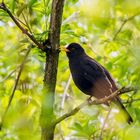 Amsel beim Abendgesang