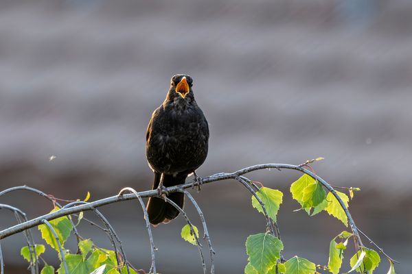 Amsel beim Abendkonzert