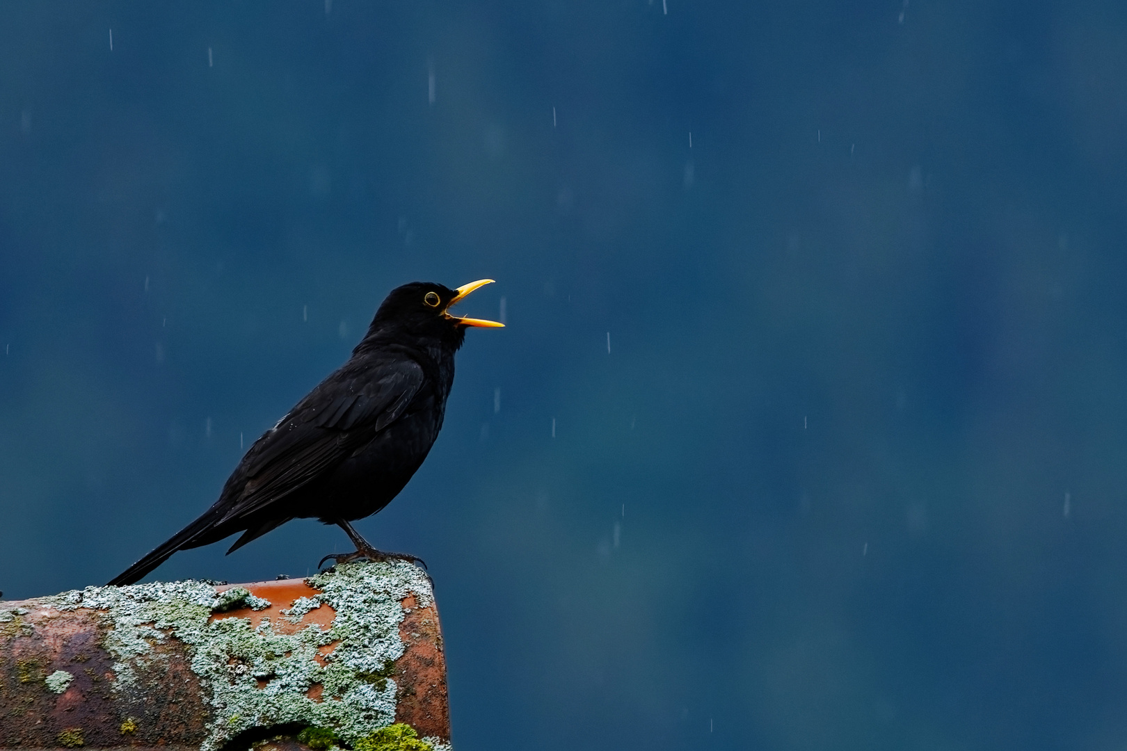 Amsel beim abendlichen Gesang