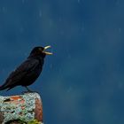 Amsel beim abendlichen Gesang