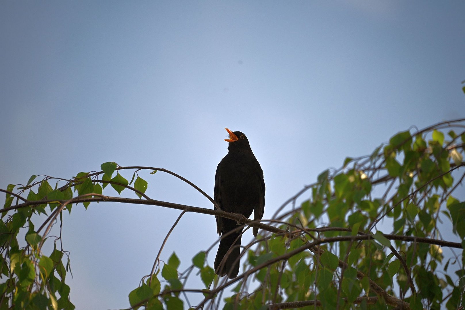 Amsel beim Abendsingen