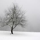 Amsel beim Apfelbaum...