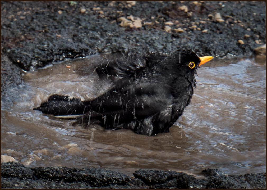 Amsel beim Bad