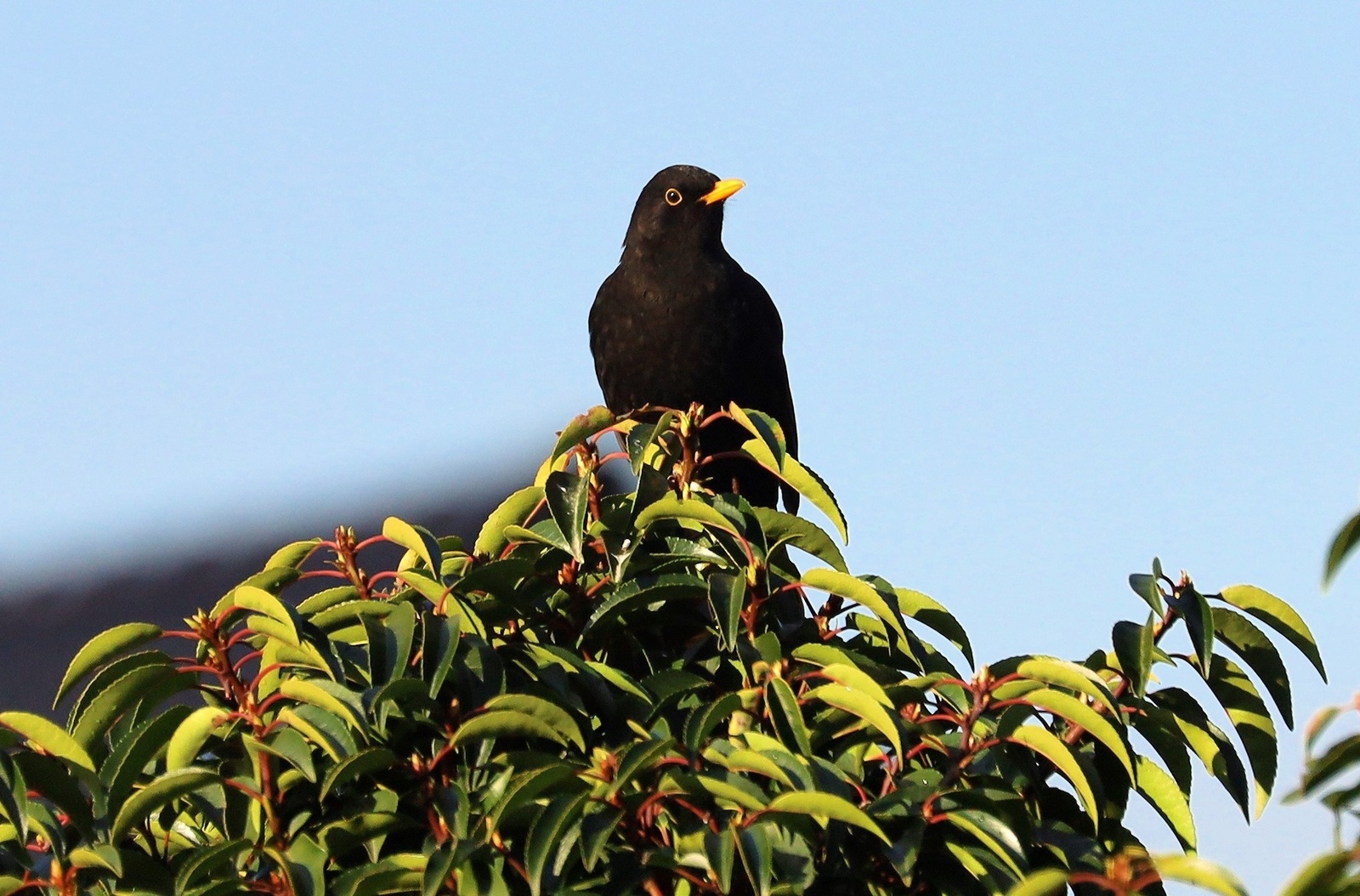 Amsel beim Bad in der Abendsonne