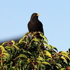 Amsel beim Bad in der Abendsonne