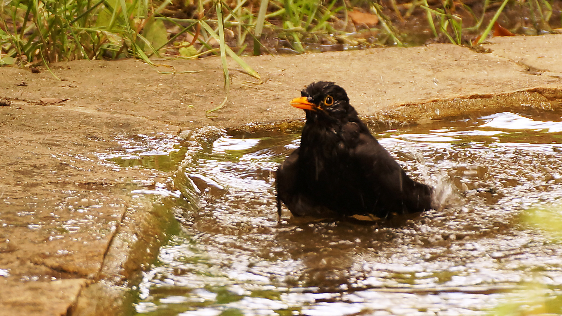 Amsel beim Baden