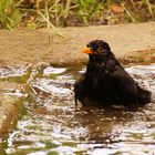 Amsel beim Baden