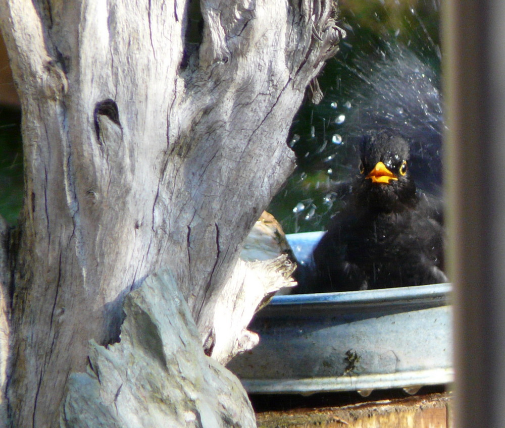 Amsel beim Baden