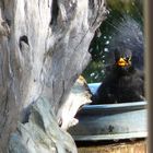 Amsel beim Baden