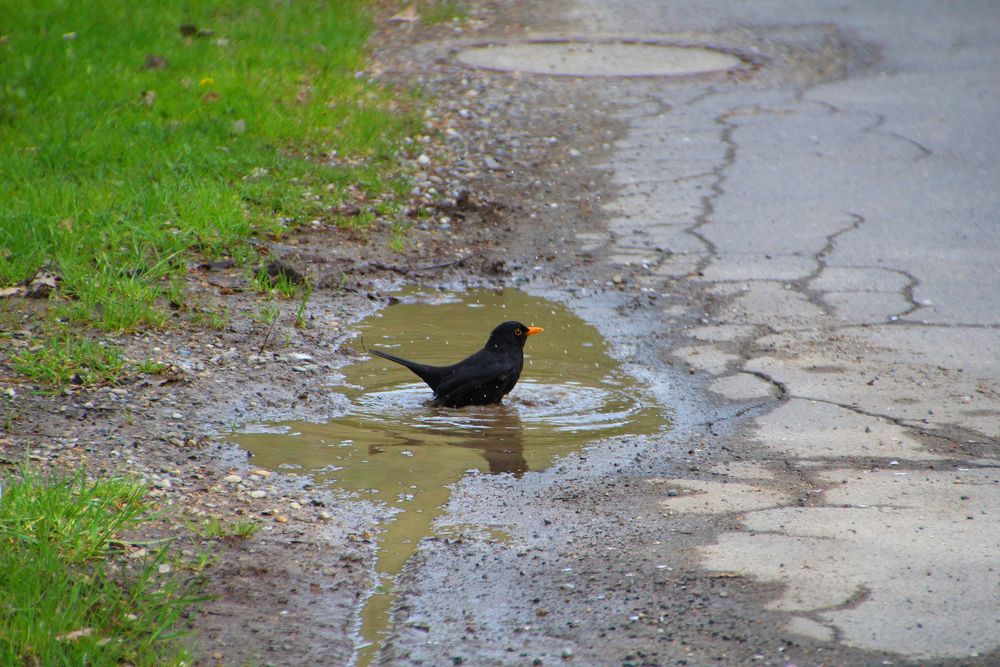 Amsel beim Baden