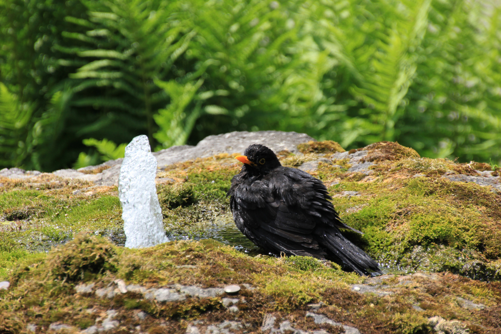 Amsel beim baden