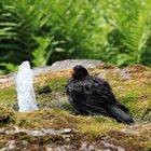 Amsel beim baden