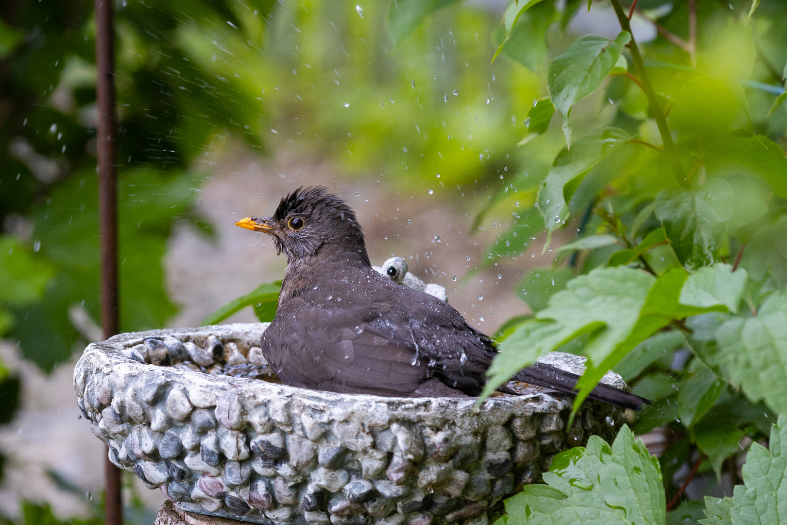 Amsel beim Baden