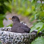 Amsel beim Baden