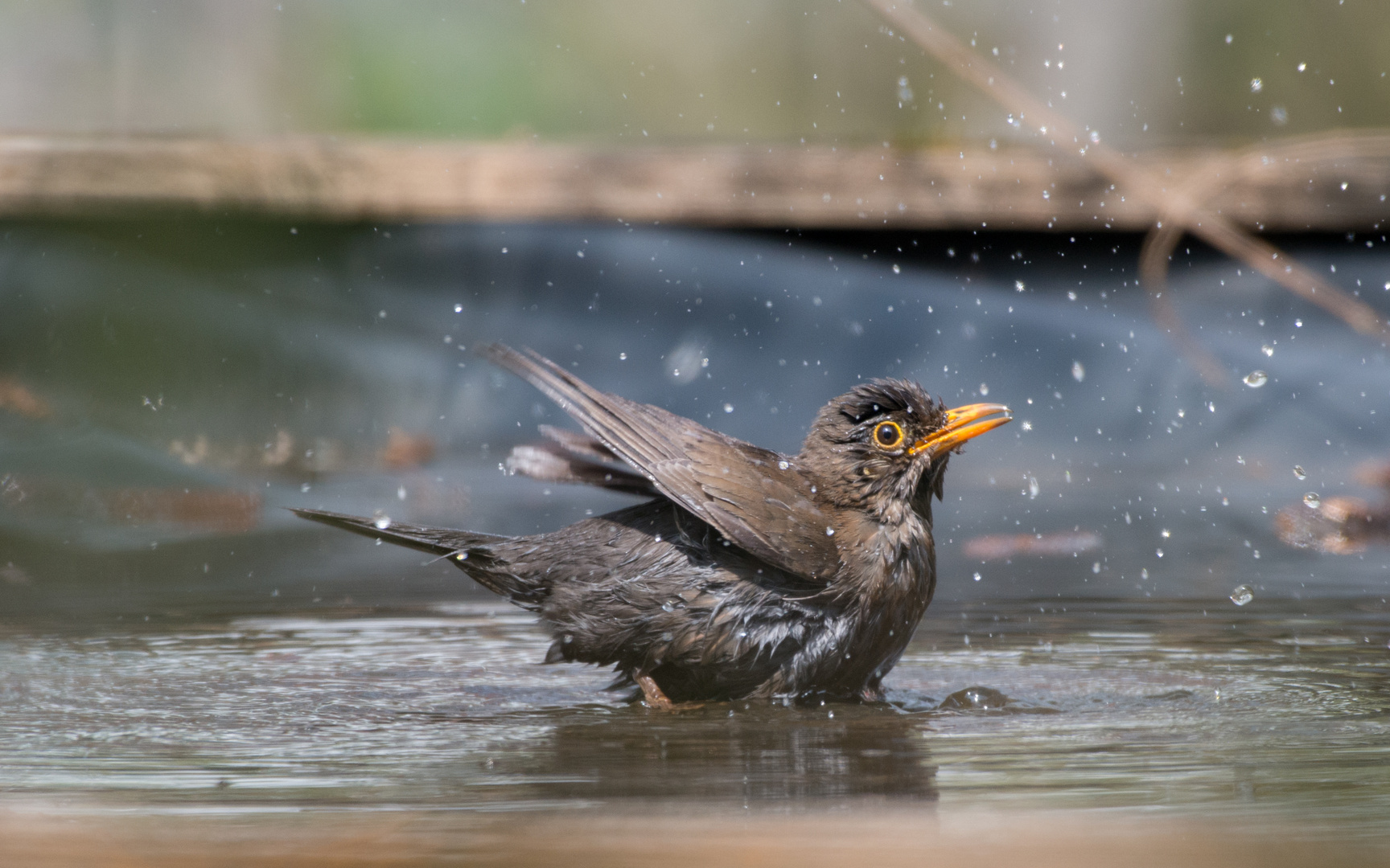 Amsel beim baden