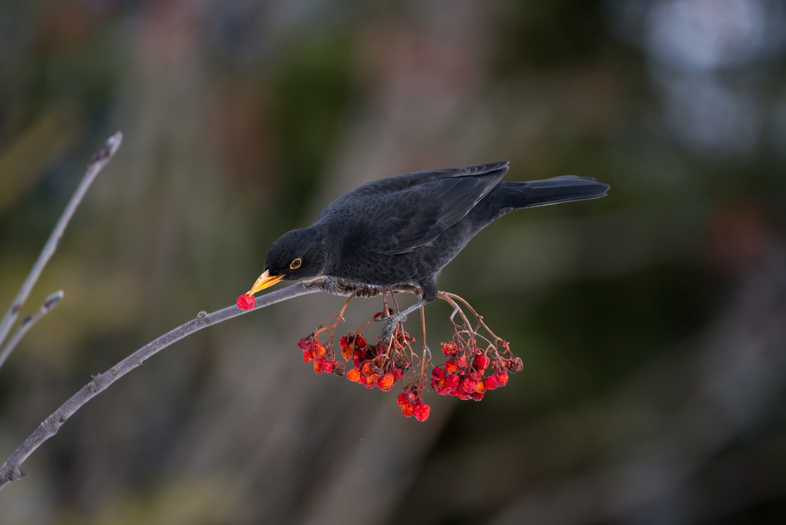 Amsel beim Beerenpicken