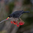 Amsel beim Beerenpicken