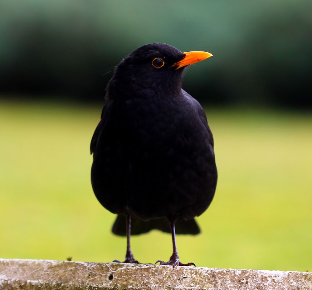 Amsel beim Beobachten