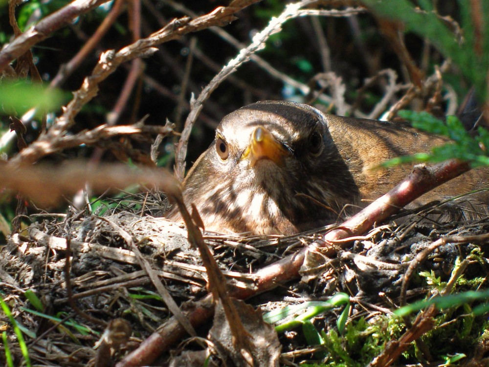Amsel beim Brüten Foto & Bild | archiv, digitalphoto makrofotografie ...