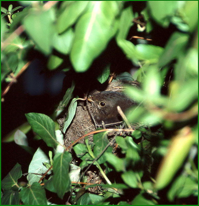 Amsel beim Brüten