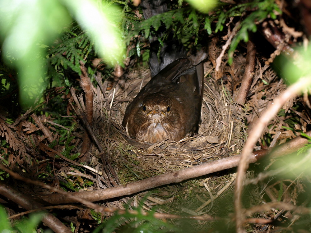 Amsel beim Brüten