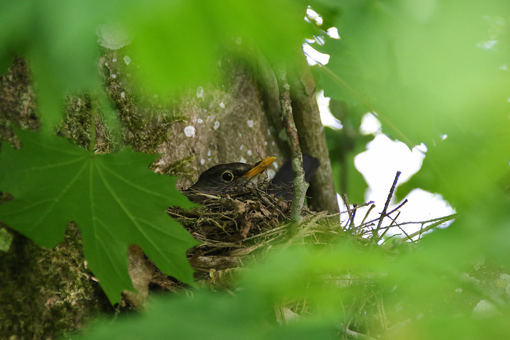 Amsel beim Brüten im Nest.....