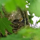 Amsel beim Brüten im Nest.....