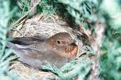 Amsel beim Brutgeschäft