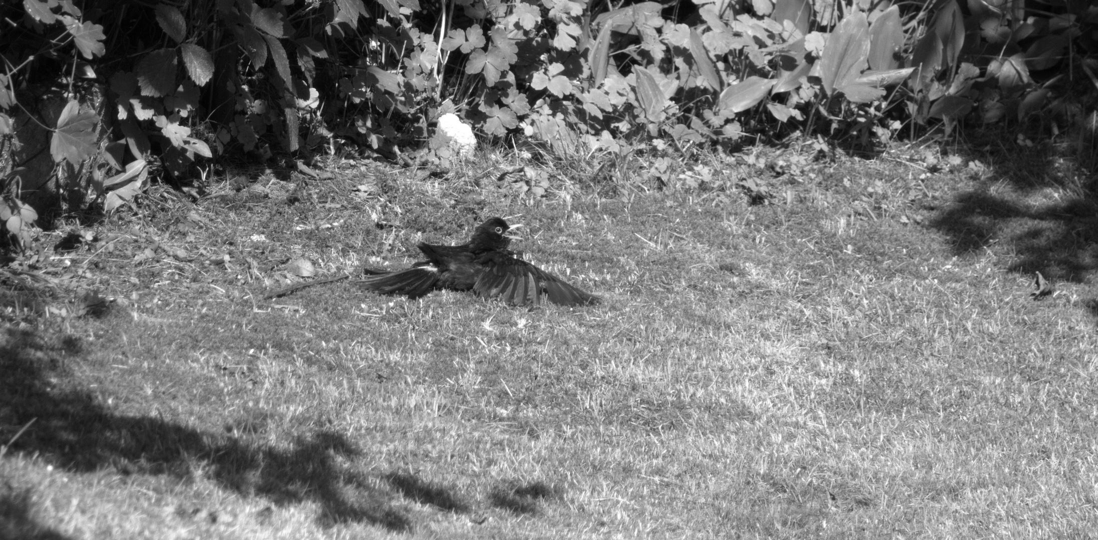 Amsel beim entspannten Sonnenbaden