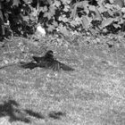 Amsel beim entspannten Sonnenbaden