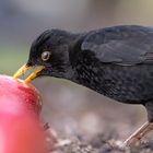 Amsel beim Festmahl