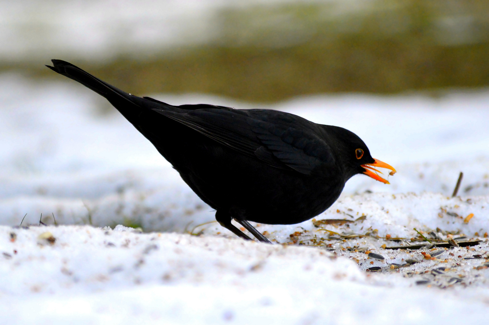 Amsel beim fressen 