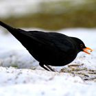 Amsel beim fressen 