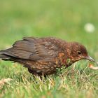 Amsel beim fressen.